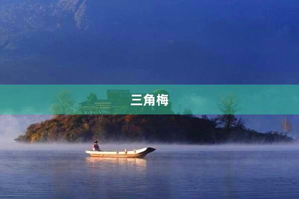 三角梅